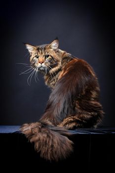 Brown Tabby Maine Coon in studio on black background