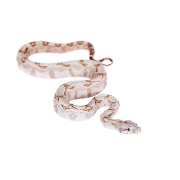 The common boa, Boa constrictor, isolated on white background