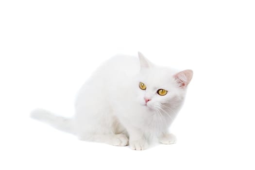 Mixed-breed cat, 4 year old, on the white background