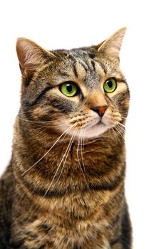 Large adult tabby cat, isolated on white background