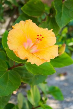 Large yellow - pink hibiscus flower in the garden close up