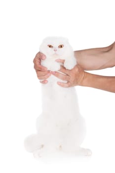 Scottish Fold cat isolated on white background