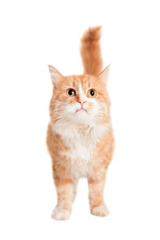 Ginger mixed breed cat, isolated on white background