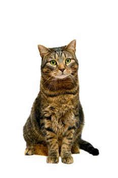 Large adult tabby cat, isolated on white background