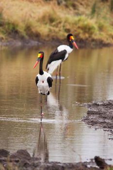 A breeding pair of Saddle-billed Stork (Ephippiorhynchus senegalensis) fishing in a small river in Kruger National Park. South Africa