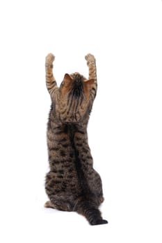 Cat playing, isolated on the white background