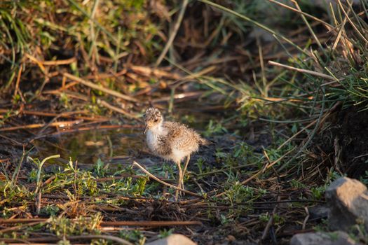 Baby Blacksmith Lapwing (Vanellus armatus) foraging at the edge of a stream in Kruger National Park. South Africa