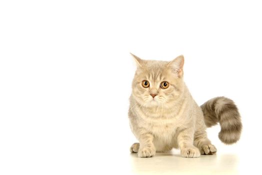 Gray scottish cat isolated on the white background