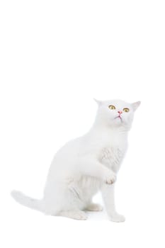 Mixed-breed cat, 4 year old, on the white background