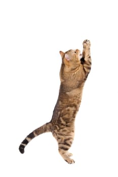 Cat playing, isolated on the white background