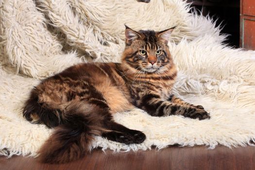 Brown Tabby Maine Coon on the white fur rug