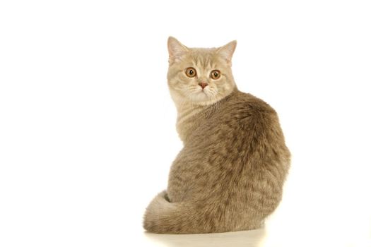 Gray scottish cat isolated on the white background