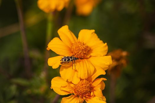 Yellow African Marigold (Tagetes patula) flowers with Spotted Maize Beetle (Astylus atroaculatus)