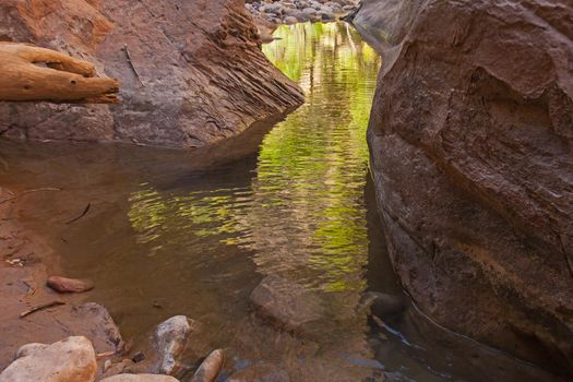 Bright green reflections in a pool of the Virgin River in Zion National Park. Utah