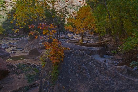 Fall colors in the Virgin River Valley in Zion Canyon, Zion National Park. Utah