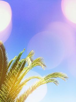 Summer vacation, beautiful nature and travel concept - Tropical palms on the beach in summertime