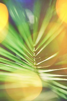 Summer vacation, beautiful nature and travel concept - Tropical palms on the beach in summertime