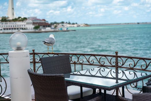 A seagull sits on an iron fence in a street cafe against the backdrop of the sea