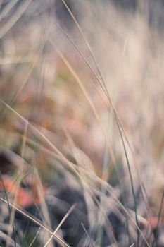 Nature background, environmental and agriculture concept - Rural field, a day in countryside