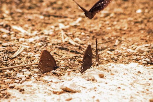 Butterflies insect flying around the salt in nature environment forest. Animal wildlife nature background.