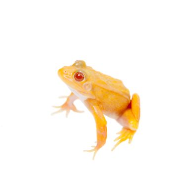 Albino Pool frog isolated on white background, Pelophylax lessonae