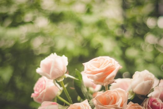 Rose blooming in summer garden. Pink roses flowers growing outdoors