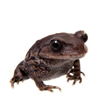 Kakhien Hills spadefoot toad, brachytarsophrys feae, isolated on white background