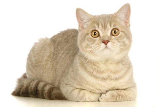 Gray scottish cat isolated on the white background