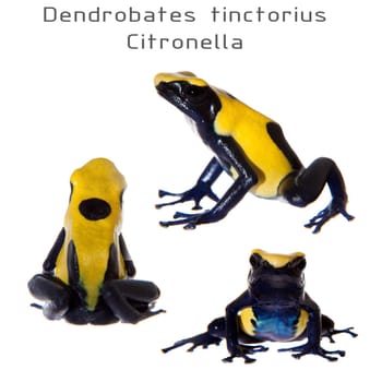 Citronella Dyeing Poison Dart Frogling, Dendrobates tinctorius, on white background.