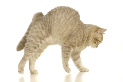 Gray scottish cat isolated on the white background