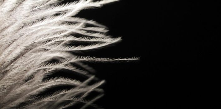 white ostrich feathers on a dark background