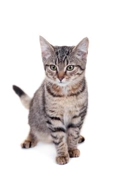 Thin adult tabby cat, isolated on white background