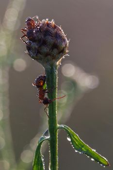 two red ants on green bud with dew drops at summer morning, macro photo