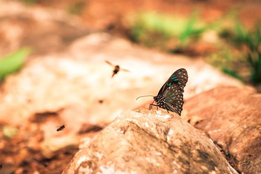 Butterflies insect flying around the salt in nature environment forest. Animal wildlife nature background.