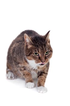 Thin adult tabby cat, isolated on white background