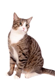 Playful tabby cat isolated on the white background