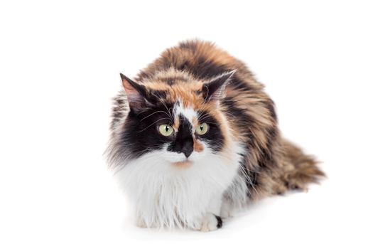 Beautiful mixed breed cat, isolated on white background