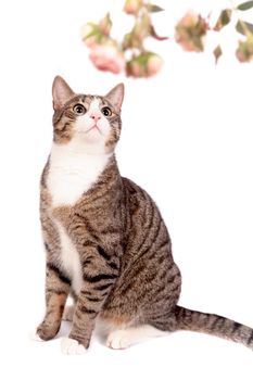 Playful tabby cat isolated on the white background