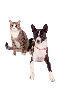 Playful tabby cat with black basenji, isolated on the white background