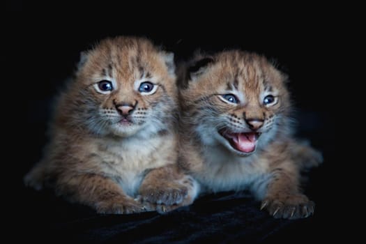 Eurasian bobcat cubs, lynx lynx, isolated on black background