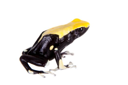 Yellow back dyeing poison dart frog, Dendrobates tinctorius, isolated on white background