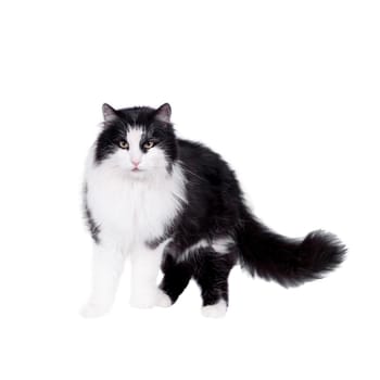 Black and white cat on white isolated background.