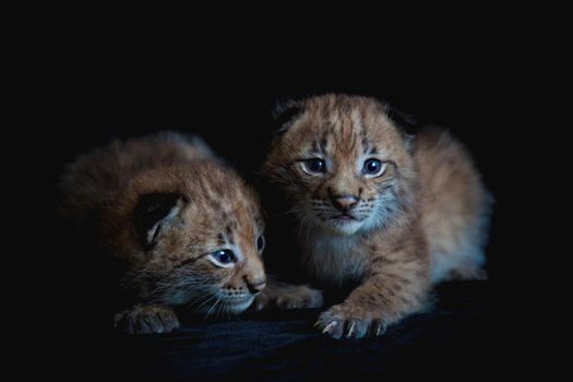 Eurasian bobcat cubs, lynx lynx, isolated on black background