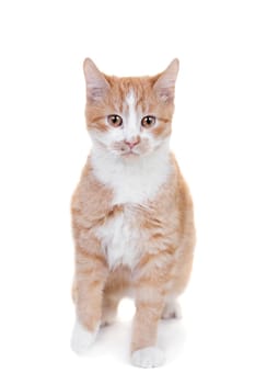 Ginger mixed breed cat, isolated on white background