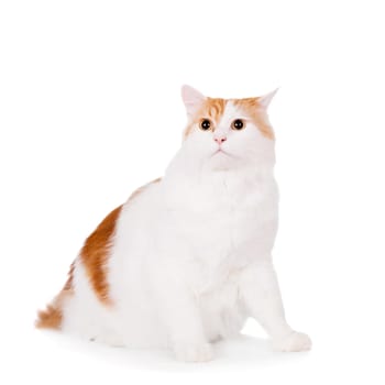 Ginger mixed breed cat isolated on white background
