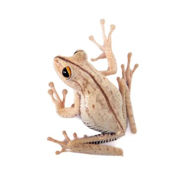 Troschel's tree frog or the convict tree frog, Hypsiboas calcaratus, isolated on white background