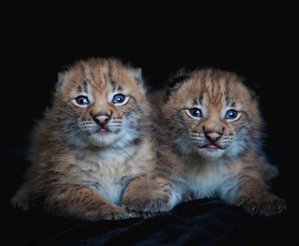 Eurasian bobcat cubs, lynx lynx, isolated on black background