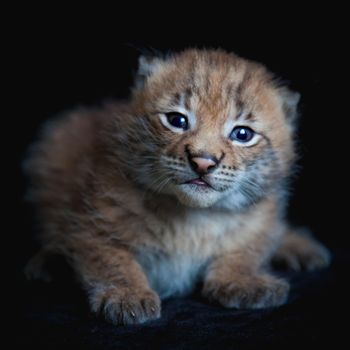 Eurasian bobcat cub, lynx lynx, isolated on black background