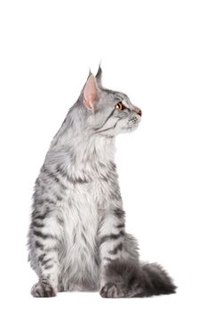 Silver tabby maine coon kitten, 5 month, of a white background