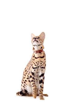 Beautiful serval, Leptailurus serval, isolated on the white background